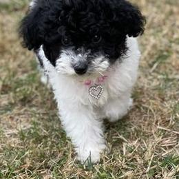 Poodles from Jennifer's Poodles