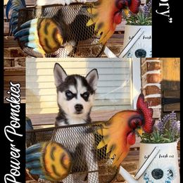 Pomsky Puppies from Star Power Pomskies