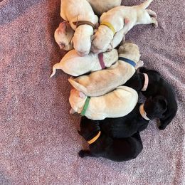 Puppy 10 - Black female Labrador Retriever puppy in Beavercreek, Oregon from Sweetwater Spring Labradors