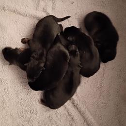 Girl 4 - Black and tan female German Shepherd puppy in Grants Pass, Oregon from Granville German Shepherds