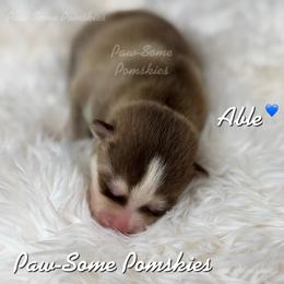 Able - Red and white male Pomsky puppy in Krum, Texas from Paw-Some Pomskies
