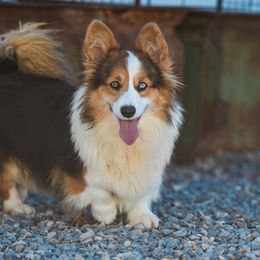 Lottie - Pembroke Welsh Corgi