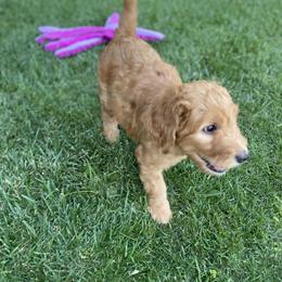 Goldendoodle Puppies from Dhalia’s Doodles