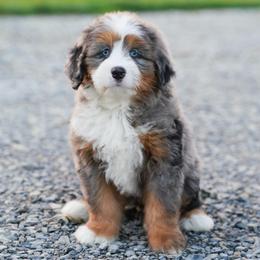 Meadow aka Blue-eyed Beauty - Merle female Bernedoodle puppy in Dundee, Ohio from Down Home Doodle