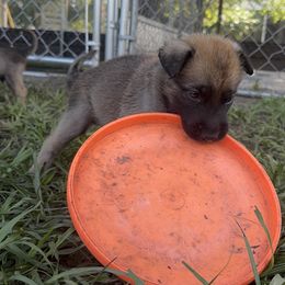Belgian Malinois Puppies from Blue Shield Malinois