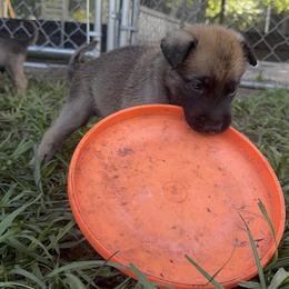 Belgian Malinois Puppies from Blue Shield Malinois