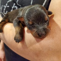 Rottweiler Puppies from Winter's Fate Kennels