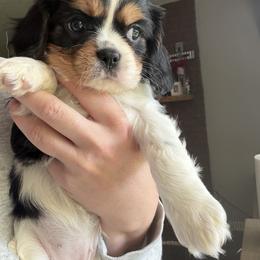 Cavalier King Charles Spaniel Puppies from Wise Cavaliers