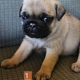 Male 2 - Fawn male Pug puppy in Martville, New York from Hug a Pug LLC