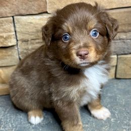 Spider - Red tri male Toy Australian Shepherd puppy in Mc Lean, Illinois from Kickapoo Creek Toy & Mini Aussies