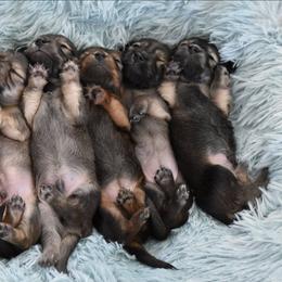 Dachshund puppies from DesForges Dachshunds.