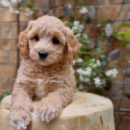 Aura - Apricot female Cavapoo puppy in Arlington, Texas from Van Haselen Poodles and Doodles