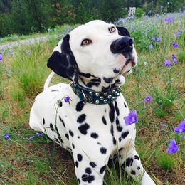Louie - Dalmatian