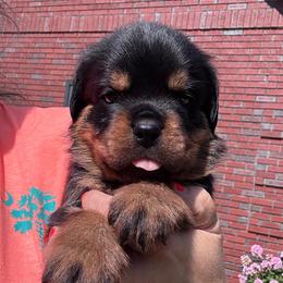 Boy 2 - Black and tan male Rottweiler puppy in Danieslville, Georgia from Bronx Von Bridges Rottweilers