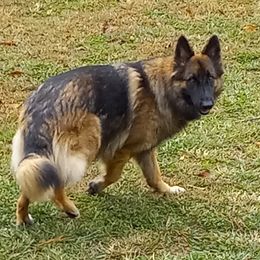 German Shepherd Puppies from Ocoee Valley German Shepherd Dogs