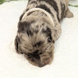 Tan collar - Red merle male Aussiedoodle puppy in Coulee City, Washington from Mr and Mrs Doodle Farm
