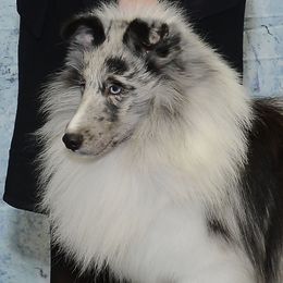 CH Symphany Supernatural - Blue merle and white male Shetland Sheepdog puppy in Seminole, Oklahoma from Symphony Shelties