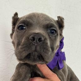 Boy 4 - Gray male Cane Corso puppy in Highland, Illinois from C&I Elite Cane Corso
