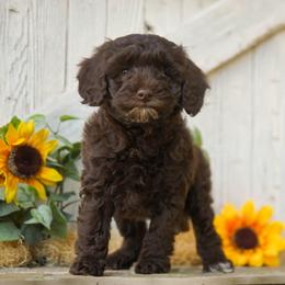 Maple - Brown female Cockapoo puppy in Seattle, Washington from Sweet Home Doodles