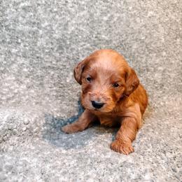 F1B Goldendoodle Skye - Red  female Goldendoodle puppy in Redding, California from Casa Delarosa Collective Poodles & Doodles