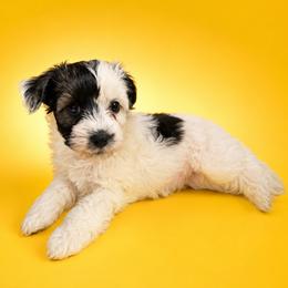 GoGo - Sable female Chinese Crested puppy in Destin, Florida from Fairy Tale Cresteds