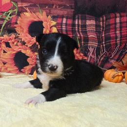 Jasmine - Black and white female Border Collie puppy in Avilla, Indiana from Borderline Kennels