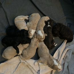 Bernedoodle Puppies from TJ SA Bernedoodles