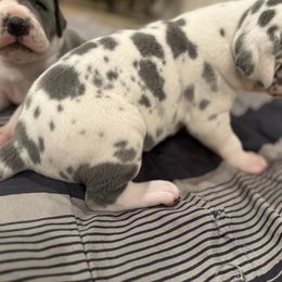 Xena - Blue and white female Great Dane puppy in Albuquerque, New Mexico from Legacy Danes