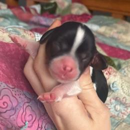 Hermione - Tri-color female Cavapoo puppy in Battle Lake, Minnesota from Panda Puppies
