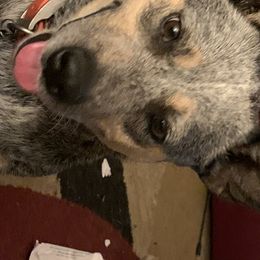 Jess - Australian Cattle Dog