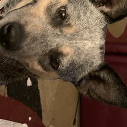 Jess - Australian Cattle Dog