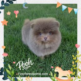 Pooh - Rare Color - AKC - Lavender male Pomeranian puppy in Eatonville, Washington from Foxy Forest Poms