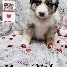 Meredith - Blue merle Australian Shepherd puppy in Honey Grove, Texas from Fox Creek