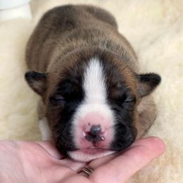 American Staffordshire Terrier Puppies from Alpenglow Amstaffs