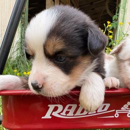 Pearl - Black tri-color female Australian Shepherd puppy in New Houlka, Mississippi from Skuna River Ranch