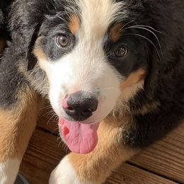 Bernese Mountain Dog Puppies from D’S Bernese Mountain Dogs