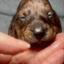 Marlow - Brindle male Dachshund puppy in Littlestown, Pennsylvania from Little Kisses Doxies