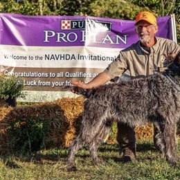 WALKER - Wirehaired Pointing Griffon