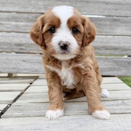 Sunflower (yellow) - Red  female Goldendoodle puppy in Twin Falls, Idaho from Magic Valley Family Doodles