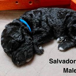 Salvador Dogi - Black male Poodle puppy in Stanley, Wisconsin from McJare's Puppy Palace
