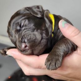 Labradoodle Puppies from Molly’s Doodles
