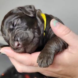 Labradoodle Puppies from Molly’s Doodles