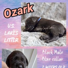 Ozark - Black Male - Blue Collar - Black male Dilute Retriever puppy in Roberts, Wisconsin from Loving Loyal Labs