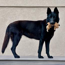 Lola - German Shepherd