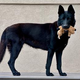 Lola - German Shepherd