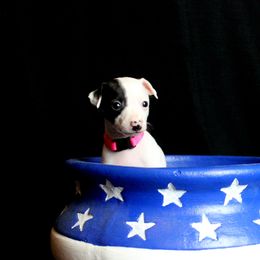 Boston Terrier and Italian Greyhound Puppies from 4Ever Boston Terriers & Italian Greyhounds