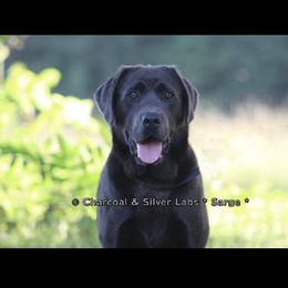 Sarge - Dilute Retriever
