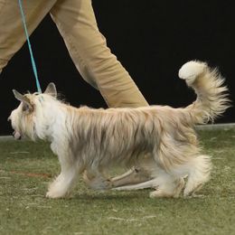 Cuttle - Chinese Crested
