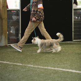 Cuttle - Chinese Crested