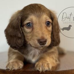 Boy 1 - Cream male Dachshund puppy in Town Creek, Alabama from Dirt Road Dachshunds
